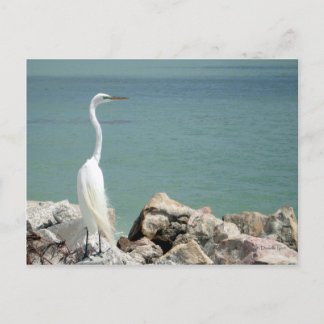 Snowy Egret Briefkaart