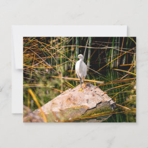 Snowy Egret Briefkaart