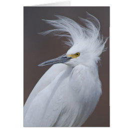 Snowy Egret (Egretta thula)