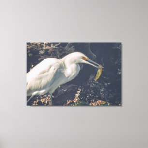 Snowy Egret en zijn vangst Canvas Afdruk