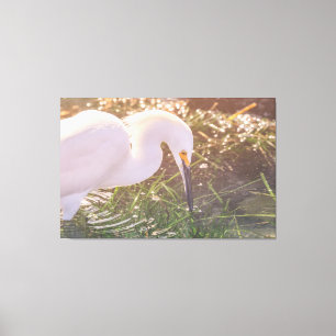 Snowy Egret foerageren in het water Canvas Afdruk