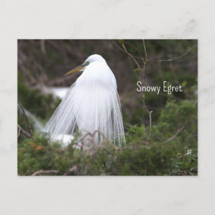 Snowy Egret Foto Briefkaart