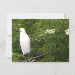 Snowy Egret Foto Briefkaart