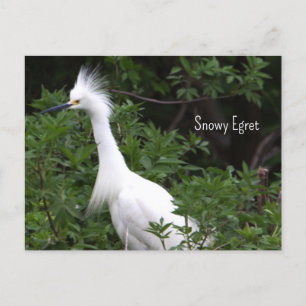 Snowy Egret Foto Briefkaart