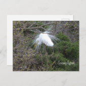 Snowy Egret Foto Briefkaart (Voorkant / Achterkant)