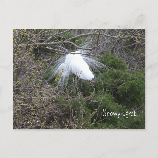 Snowy Egret Foto Briefkaart (Voorkant)