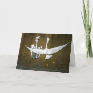 Snowy Egret Greeting Card Kaart