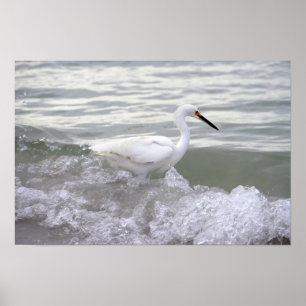 Snowy Egret in het Surf Poster