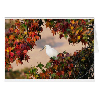 Snowy egret in the Fall color