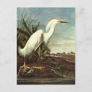 Snowy Egret, John James Audubon Briefkaart