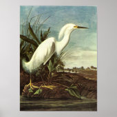 Snowy Egret, John James Audubon Poster (Voorkant)
