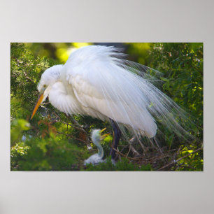 Snowy Egret met Baby Poster