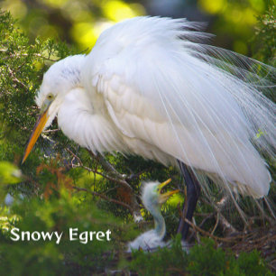 Snowy Egret met Baby Puzzel