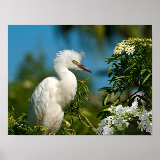 Snowy Egret met Flowers Print of Poster (Voorkant)