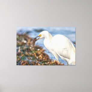 Snowy Egret met vis Canvas Afdruk