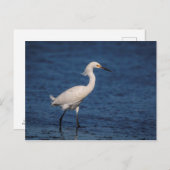 Snowy Egret op Noordstrand Briefkaart (Voorkant / Achterkant)