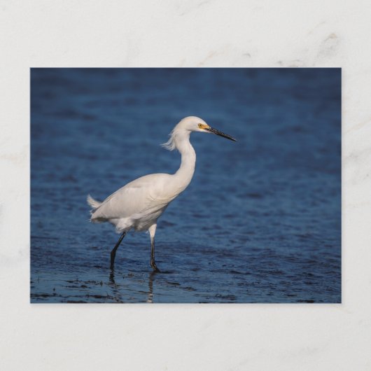 Snowy Egret op Noordstrand Briefkaart (Voorkant)