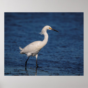 Snowy Egret op Noordstrand Poster