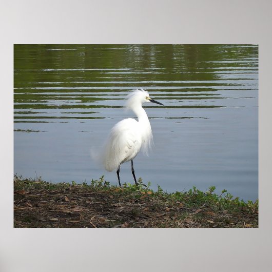 Snowy Egret Poster (Voorkant)