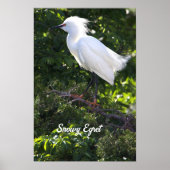 Snowy Egret Poster (Voorkant)