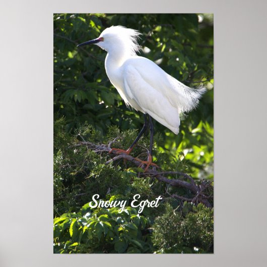 Snowy Egret Poster (Voorkant)