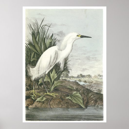 Snowy Egret Poster (Voorkant)