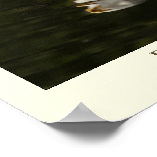 Snowy Egret Print (Hoek)