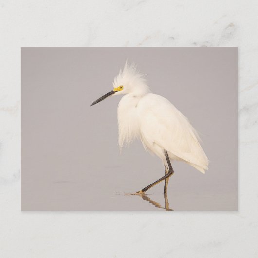 Snowy Egret Walking Briefkaart (Voorkant)