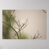 Snowy Egrets on Tree Poster (Devant)