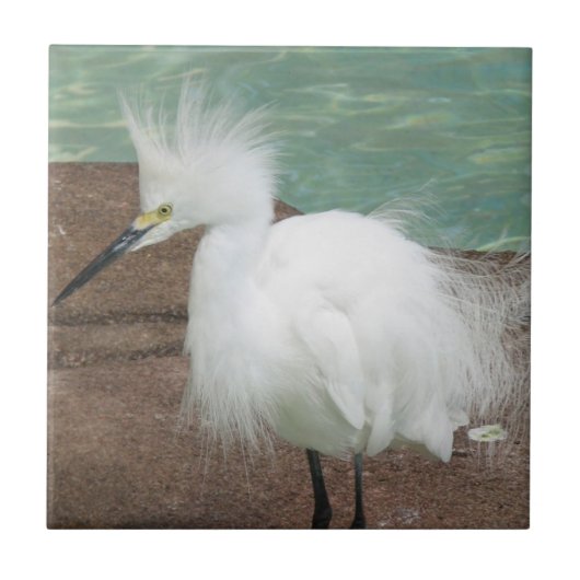 Snowy Egrets Tile Tegeltje (Voorkant)