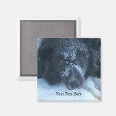 Snowy Faced Border Collie Cute Dog Magneet (Voorkant / Achterkant)
