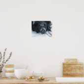 Snowy Faced Border Collie Dog Poster (Keuken)
