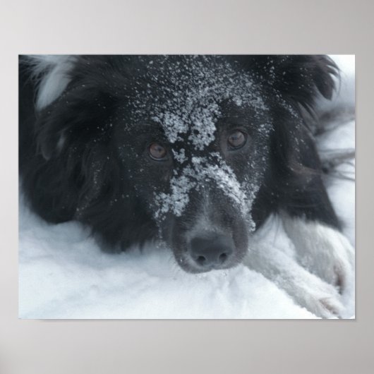 Snowy Faced Border Collie Dog Poster (Voorkant)