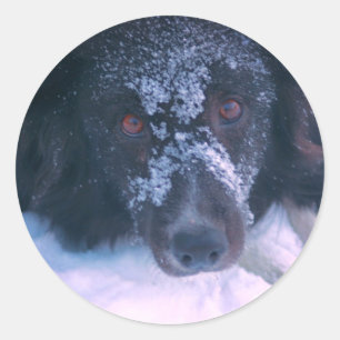 Snowy Faced Border Collie Dog Ronde Sticker