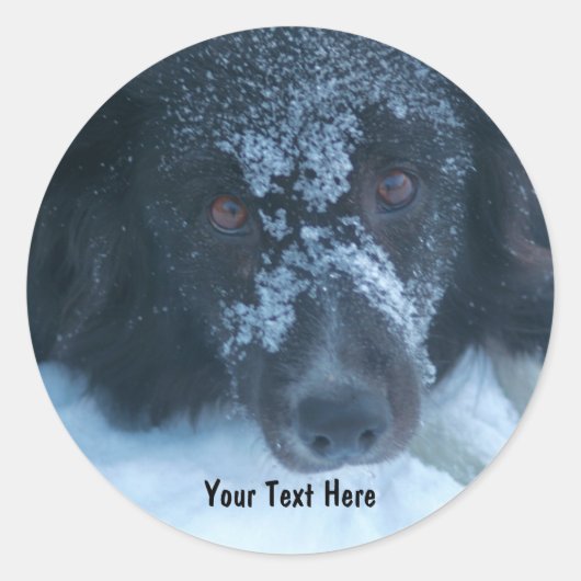 Snowy Faced Border Collie Dog Sticker (Voorkant)