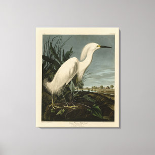 Snowy Heron (Egret) - de Amerikaanse vogelstand va Canvas Afdruk