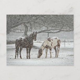 Snowy Horses Briefkaart