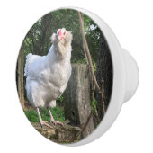 Snowy le poulet Ameraucana fait face à la poignée  (Droite)