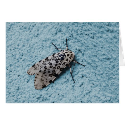 Snowy Leopard Moth Photo Blank (Voorkant Horizontaal)