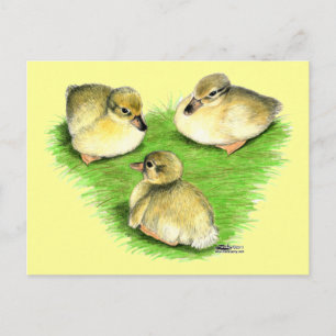 Snowy Mallard Ducklings Briefkaart