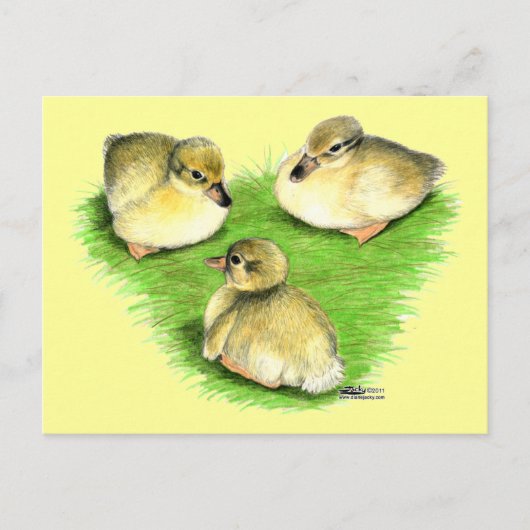 Snowy Mallard Ducklings Briefkaart (Voorkant)