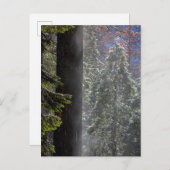 Snowy Mist in het bos Briefkaart (Voorkant / Achterkant)