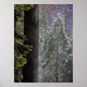 Snowy Mist in het bos Poster