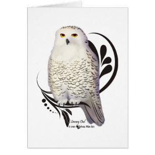 Snowy Owl