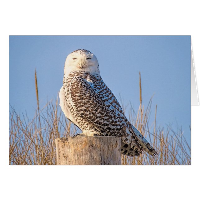Snowy Owl (Voorkant Horizontaal)