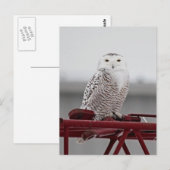 Snowy Owl 9470 Briefkaart (Voorkant / Achterkant)