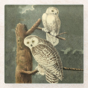 Snowy Owl Audubon Bird Artwork Glazen Onderzetter