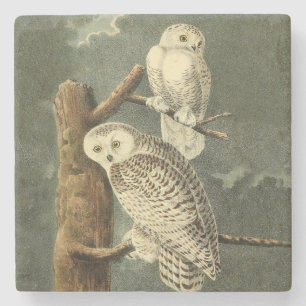 Snowy Owl Audubon Bird Artwork Stenen Onderzetter