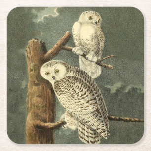 Snowy Owl Audubon Bird Artwork Vierkante Kartonnen Onderzetter
