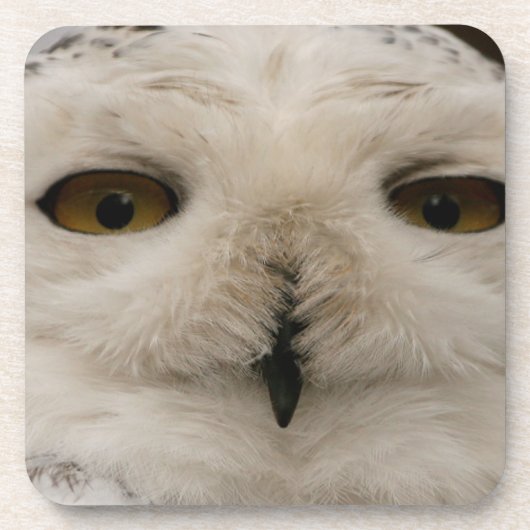 Snowy Owl Bier Onderzetter (Voorkant)